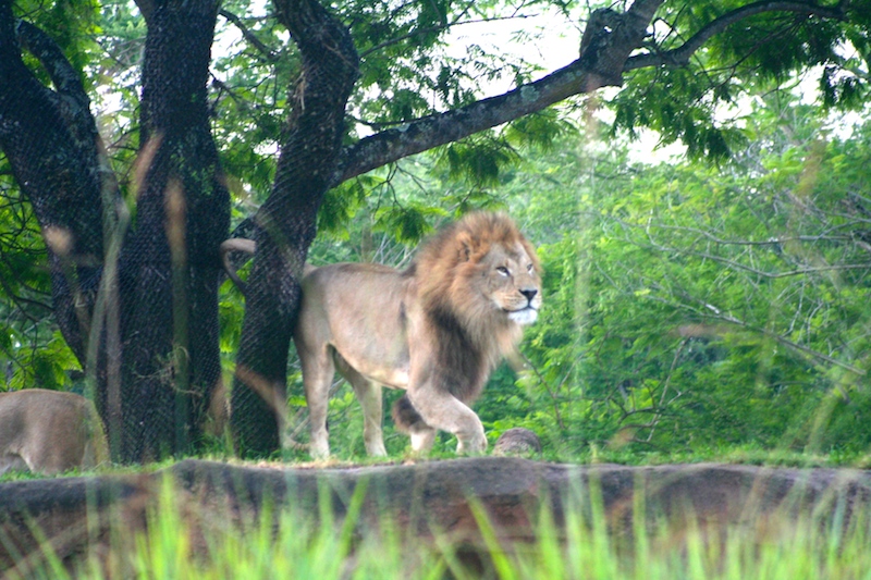 Sunrise Safari