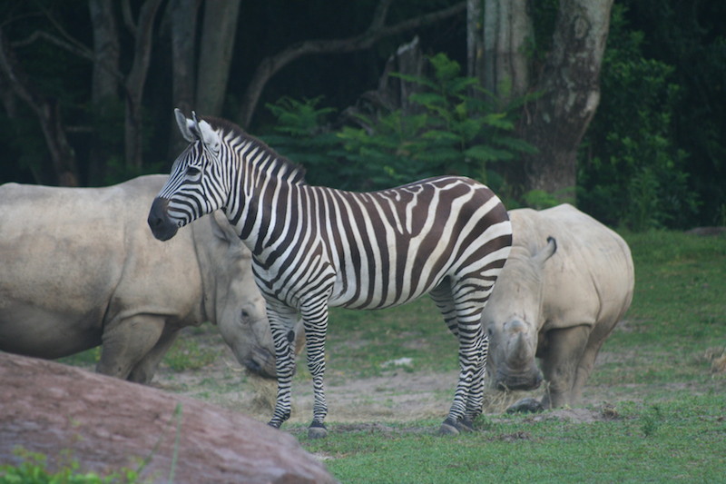 Sunrise Safari