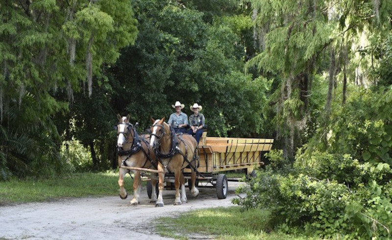 Walt's Wilderness