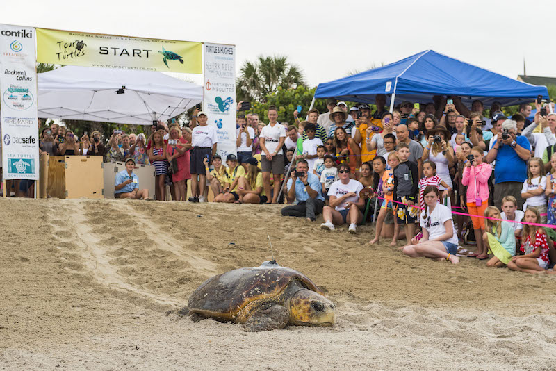 Vero Turtles 2015