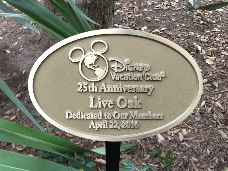 DVC Oak Tree